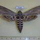 70497p Sphingidae Agrius convolvuli f Kazakhstan $12