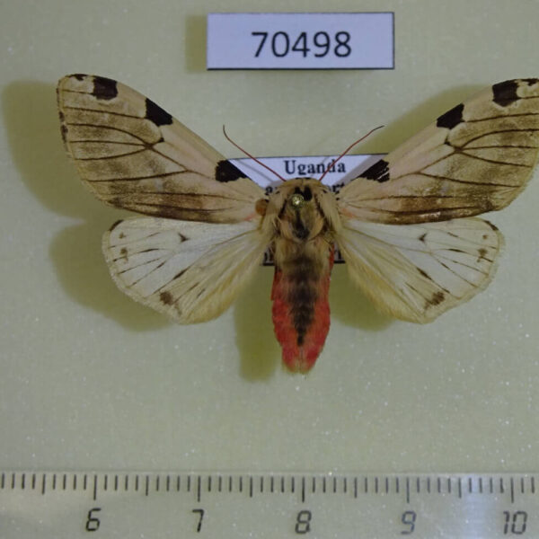 Arctiidae Disparctia vittata Uganda