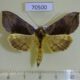 70500p Noctuidae Diachrysia leonina Primorye $8