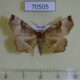 70505p Geometridae Selenia tetralunaria Primorye $5