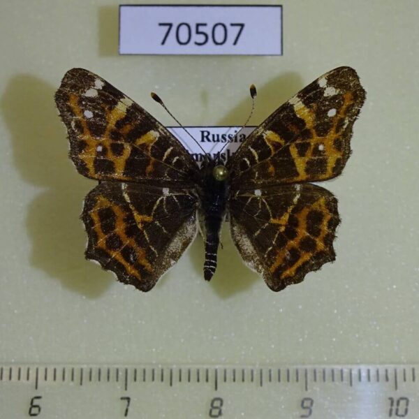 Nymphalidae Araschnia levana (spring form) Primorye