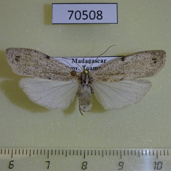 Arctiidae Eilema homochroma f Madagascar