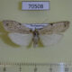 70508p Arctiidae Eilema homochroma f Madagascar $10