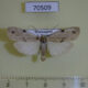 70509p Arctiidae Eilema vicinula Madagascar $10