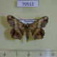 70512p Geometridae Chiasmia sp. crassilembaria Madagascar $8
