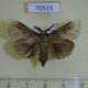 70515p Psychidae Deborrea sp. Madagascar $18
