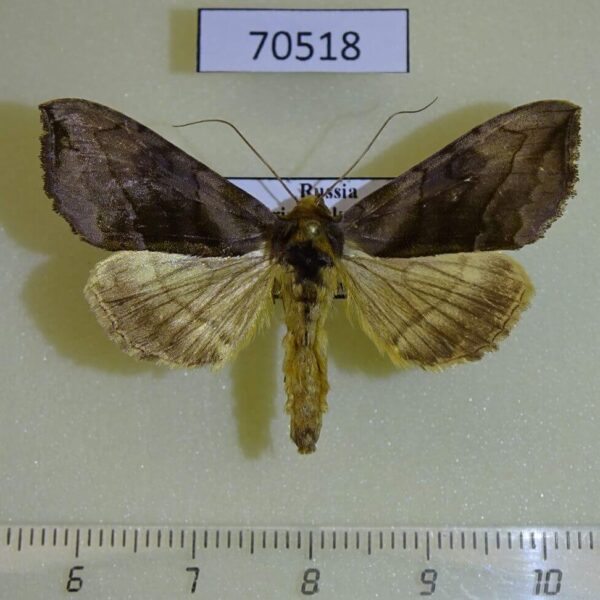Noctuidae Diachrysia leonina Primorye