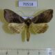 70518p Noctuidae Diachrysia leonina Primorye $8