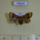 70519p Limacodidae Chibiraga banghaasi f Primorye $5
