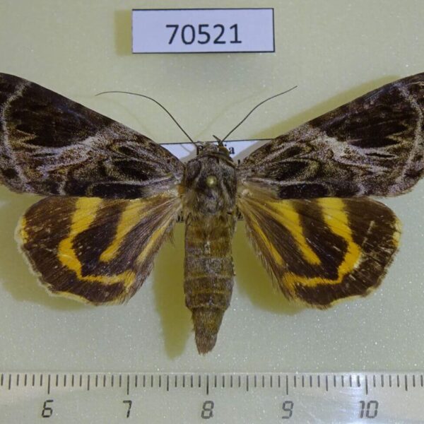 Noctuidae Catocala eminens f Primorye