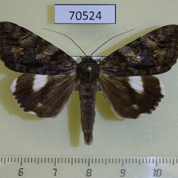 Noctuidae Catocala nagioides Primorye