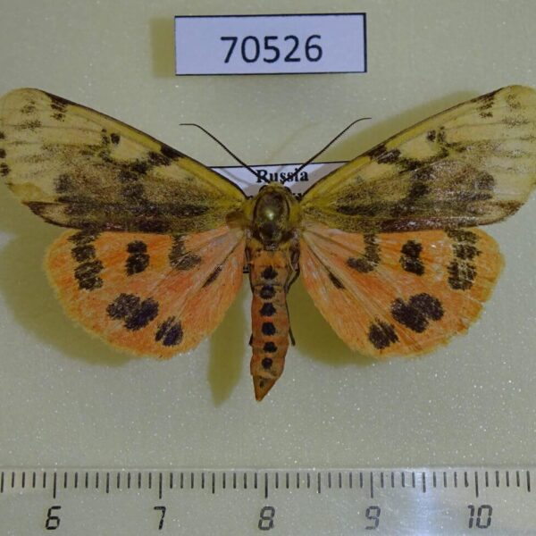 Arctiidae Rhyparioides nebulosus Primorye