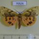 70526p Arctiidae Rhyparioides nebulosus Primorye $5