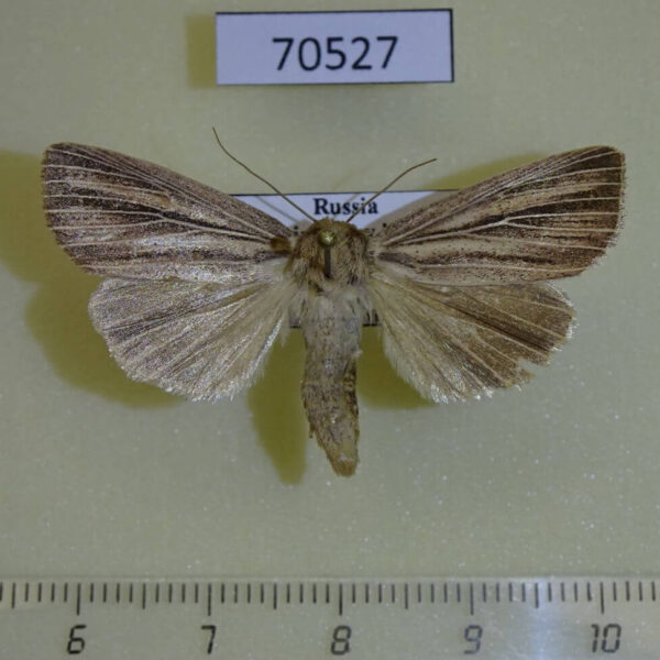 Noctuidae Mythimna pudorina f Primorye