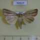 70527p Noctuidae Mythimna pudorina f Primorye $8