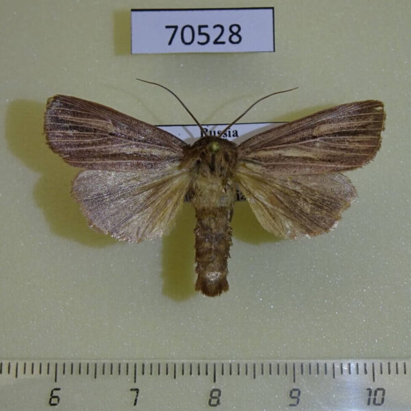 Noctuidae Mythimna pudorina Primorye