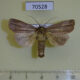 70528p Noctuidae Mythimna pudorina Primorye $7