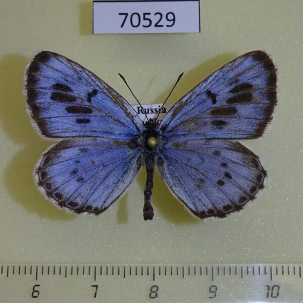 Lycaenidae Maculinea arionides Primorye