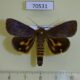 70531p Noctuidae Hypocala florens Madagascar $8