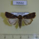 70532p Noctuidae Agrotis ranavalo Madagascar $8