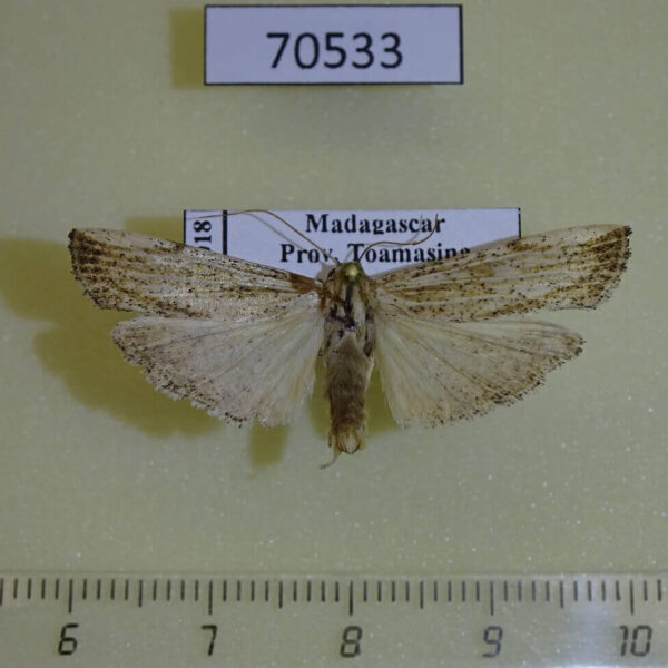 Arctiidae Eilema cramboides Madagascar