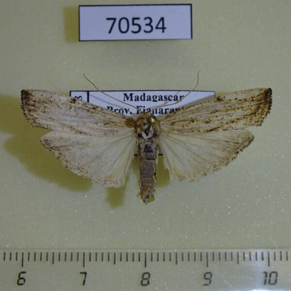 Arctiidae Eilema cramboides Madagascar