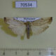 70534p Arctiidae Eilema cramboides Madagascar $9