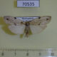 70535p Arctiidae Eilema vicinula Madagascar $9