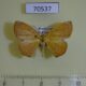 70537p Geometridae Epigynopteryx aurantiaca Madagascar $9