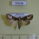 70538p Noctuidae sp. Madagascar $9