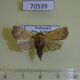 70539p Noctuidae Athetis fragosa Madagascar $6