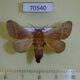 70540p Limacodidae Latoia phlebodes Uganda $9