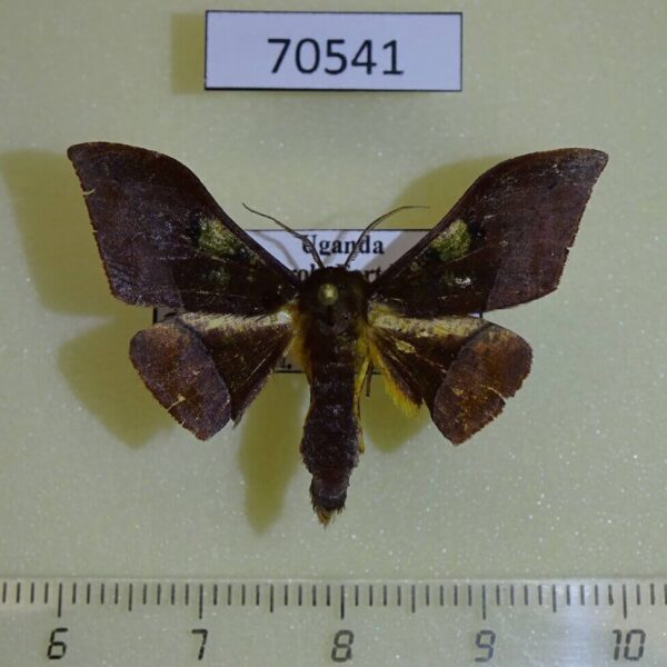 Geometridae Plegapteryx anomalus Uganda