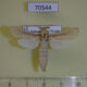 70544p Cossidae Azygophleps boisduvalii Uganda $20