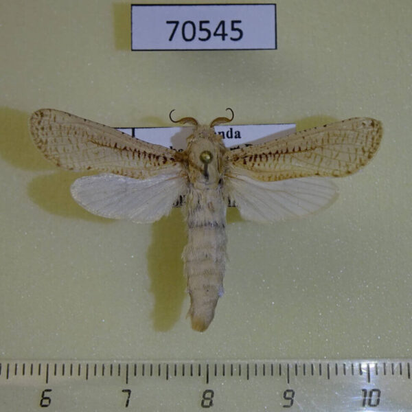 Cossidae Azygophleps boisduvalii Uganda