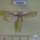 70545p Cossidae Azygophleps boisduvalii Uganda $20