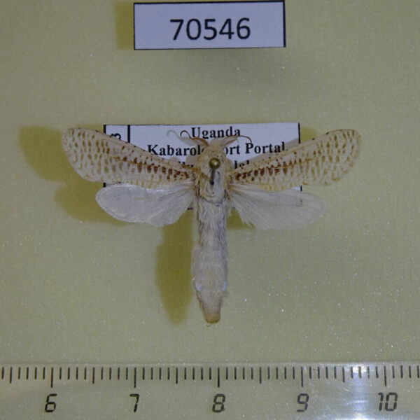Cossidae Azygophleps boisduvalii Uganda