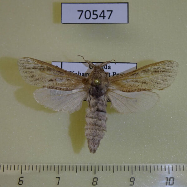 Cossidae Phragmataecia pelostema Uganda