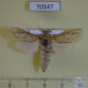 70547p Cossidae Phragmataecia pelostema Uganda $18