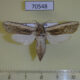 70548p Cossidae Azygophleps inclusa Uganda $25