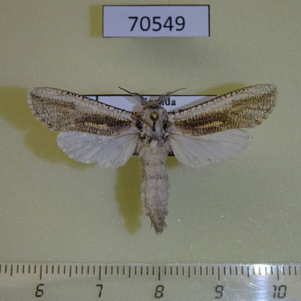 Cossidae Azygophleps inclusa Uganda