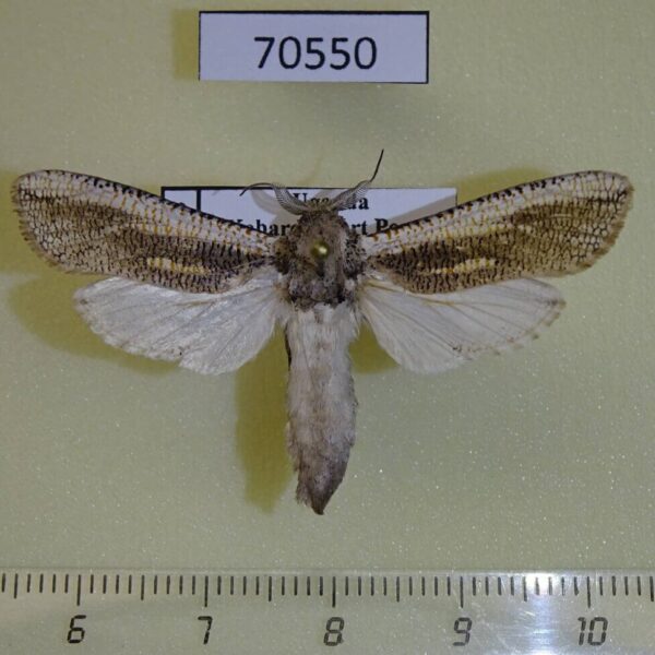 Cossidae Azygophleps inclusa Uganda