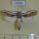 70550p Cossidae Azygophleps inclusa Uganda $25