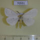70551p Lymantridae Sphragista kitchingi Uganda $8