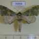 70554p Sphingidae Chloroclanis virescens Uganda $18