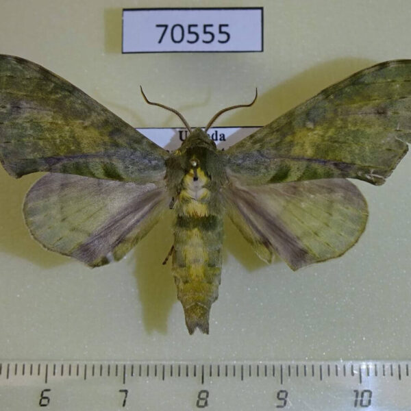Sphingidae Chloroclanis virescens Uganda