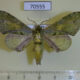 70555p SphingidaeChloroclanis virescens Uganda $12