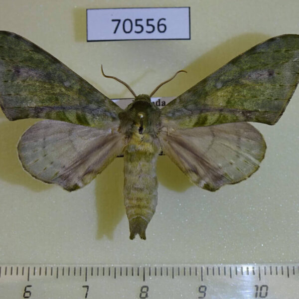 Sphingidae Chloroclanis virescens Uganda