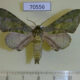 70556p Sphingidae Chloroclanis virescens Uganda $18