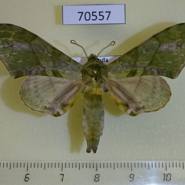 Sphingidae Chloroclanis virescens Uganda